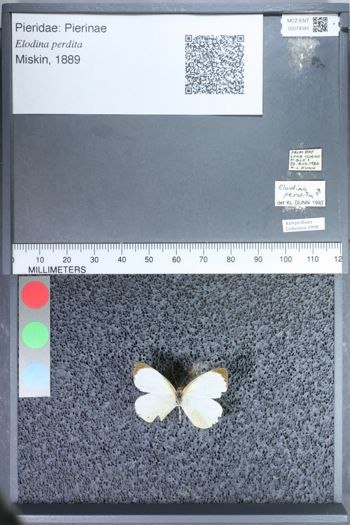 Media type: image;   Entomology 74591